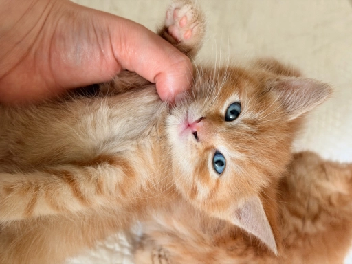 Отдам Котенка в добрые руки !