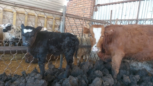 Продается теленок