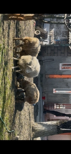 Продам овцы!