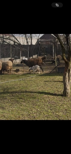 Продам овцы!