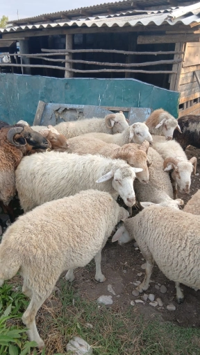 Бараны на продажу
