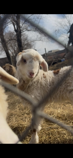 Продам овцы!