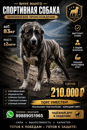 Кавказкий Алабай