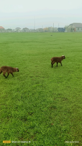 Овцы, ягнята