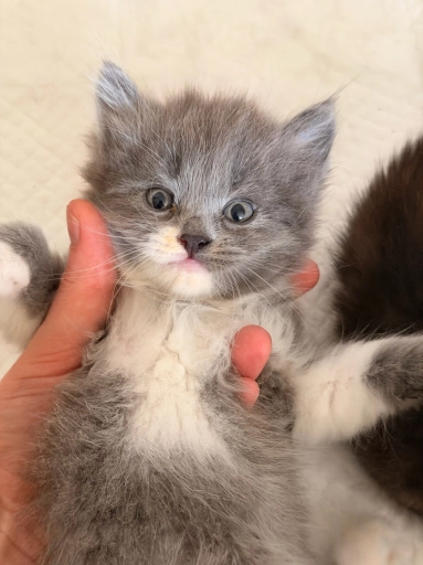 Отдам Котенка в добрые руки !