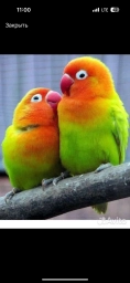 Попугай неразлучники