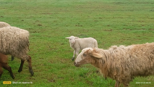 Овцы, ягнята