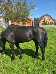 Англо-кабардинская лошадь