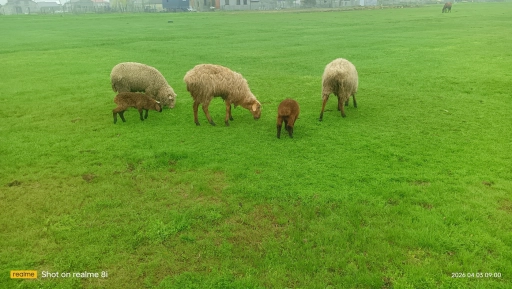 Овцы, ягнята