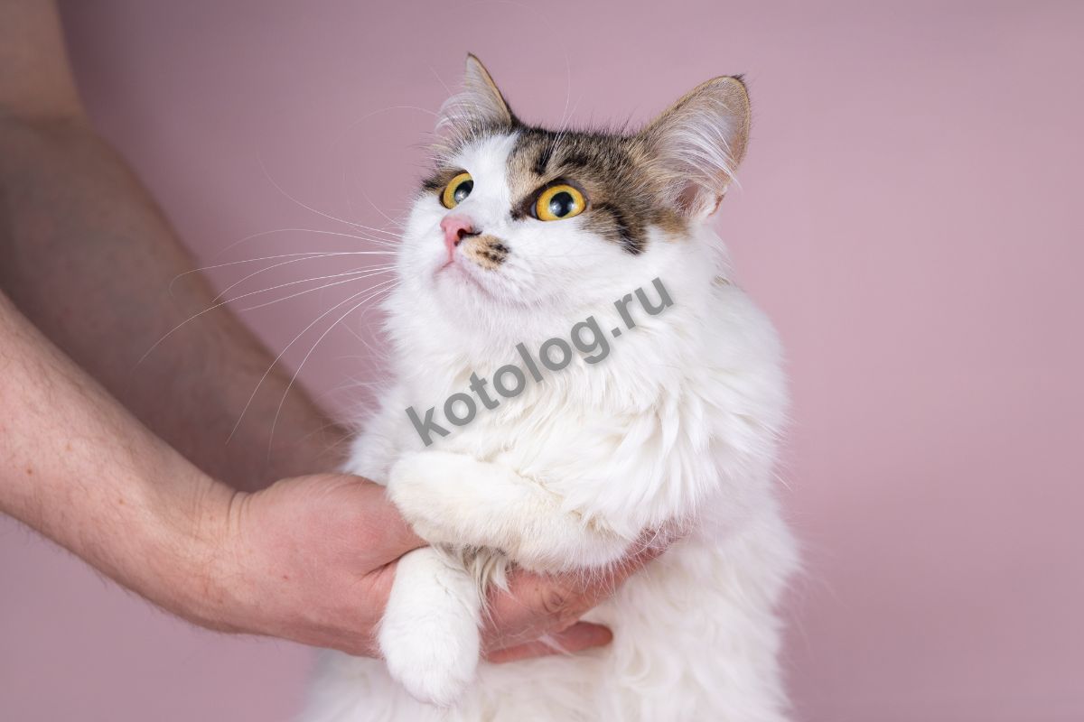 Кася