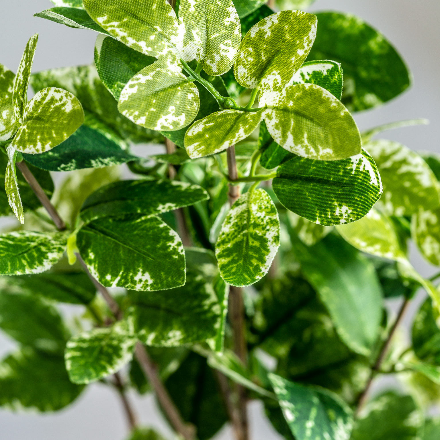 Листья растения FICUS
