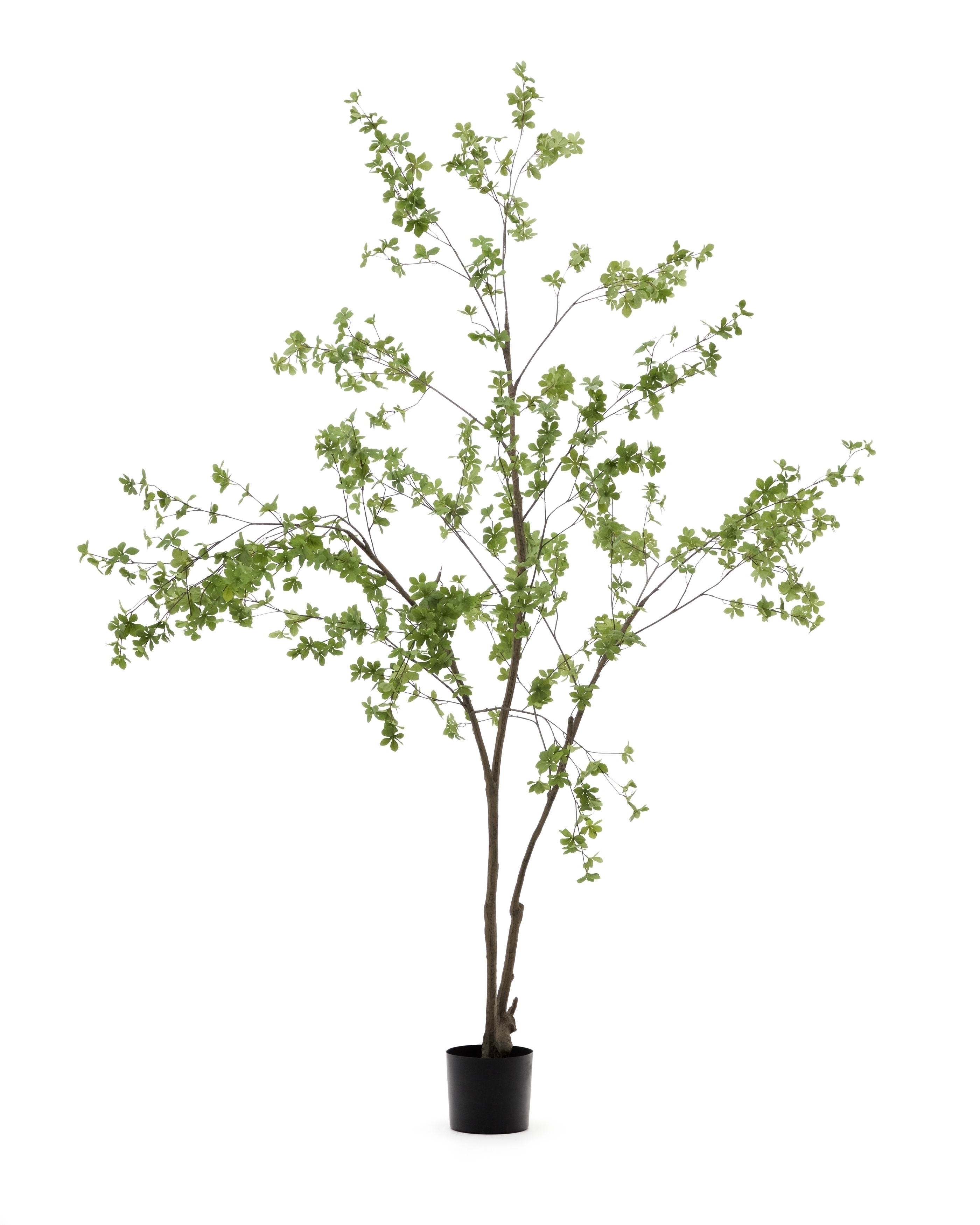 Enkianthus Искусственное дерево с черным горшком 214 см