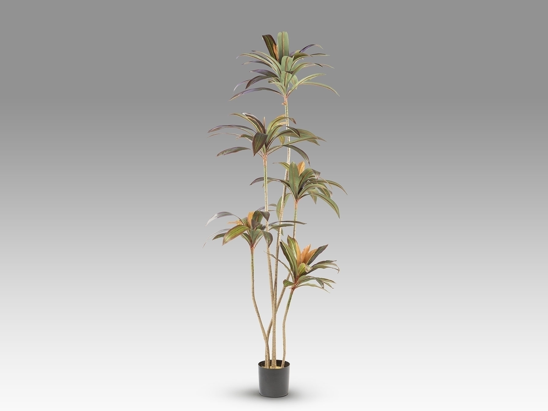 Dracena roja Искусственное растение H220