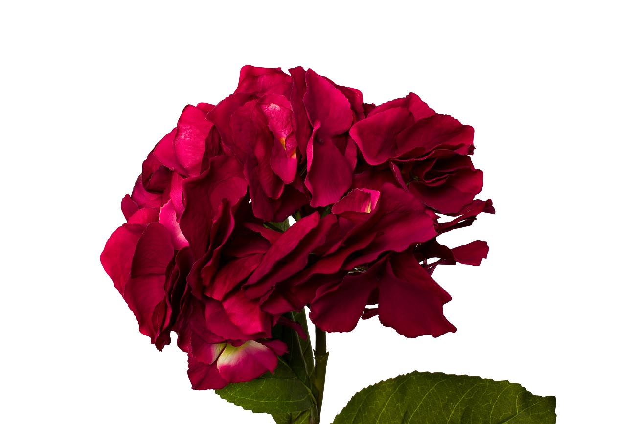 Гортензия алая 62см (12)