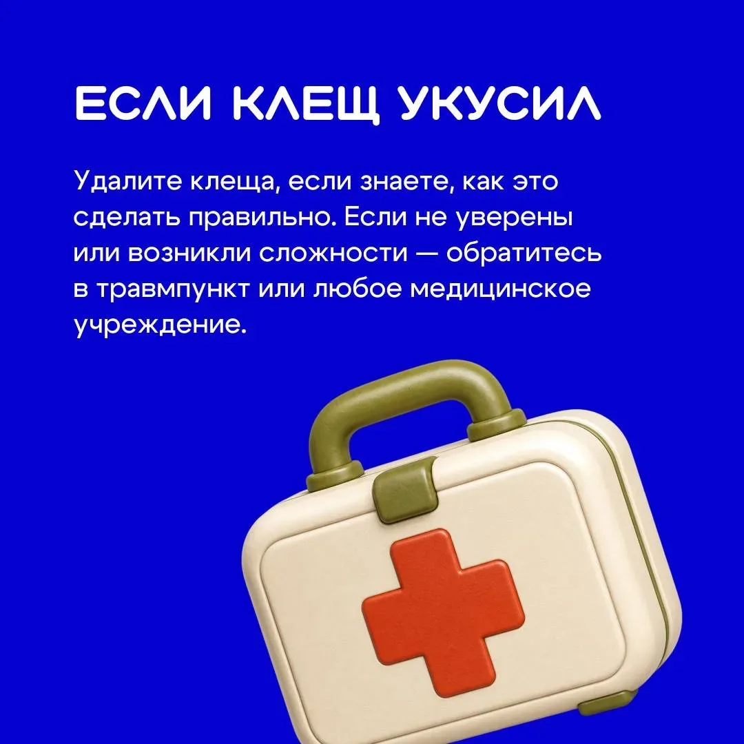 Отдых на природе кажется безопасным — пока не вспоминаешь о тех, кого почти невозможно заметить 🪲  К