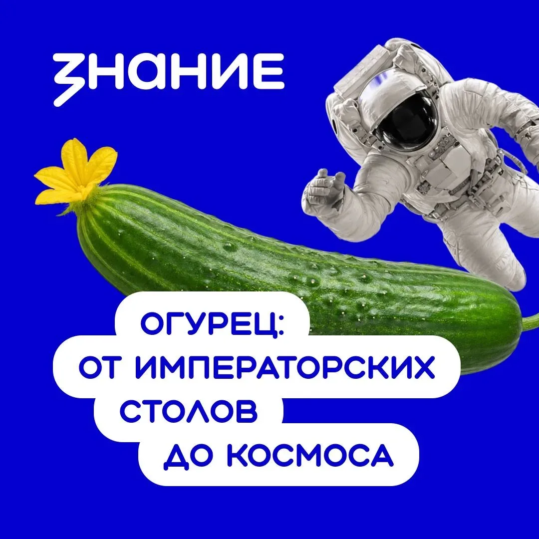 Огурец кажется самым простым овощем на тарелке 🥗 Но его выращивают уже более шести тысяч лет — и за 