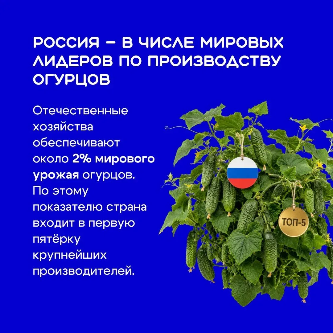 Огурец кажется самым простым овощем на тарелке 🥗 Но его выращивают уже более шести тысяч лет — и за 