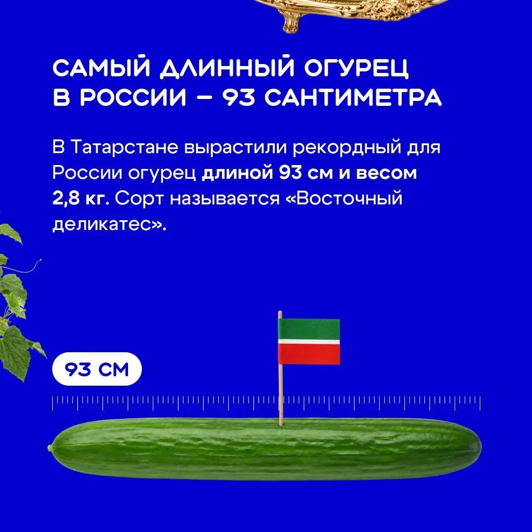 Огурец кажется самым простым овощем на тарелке 🥗 Но его выращивают уже более шести тысяч лет — и за 