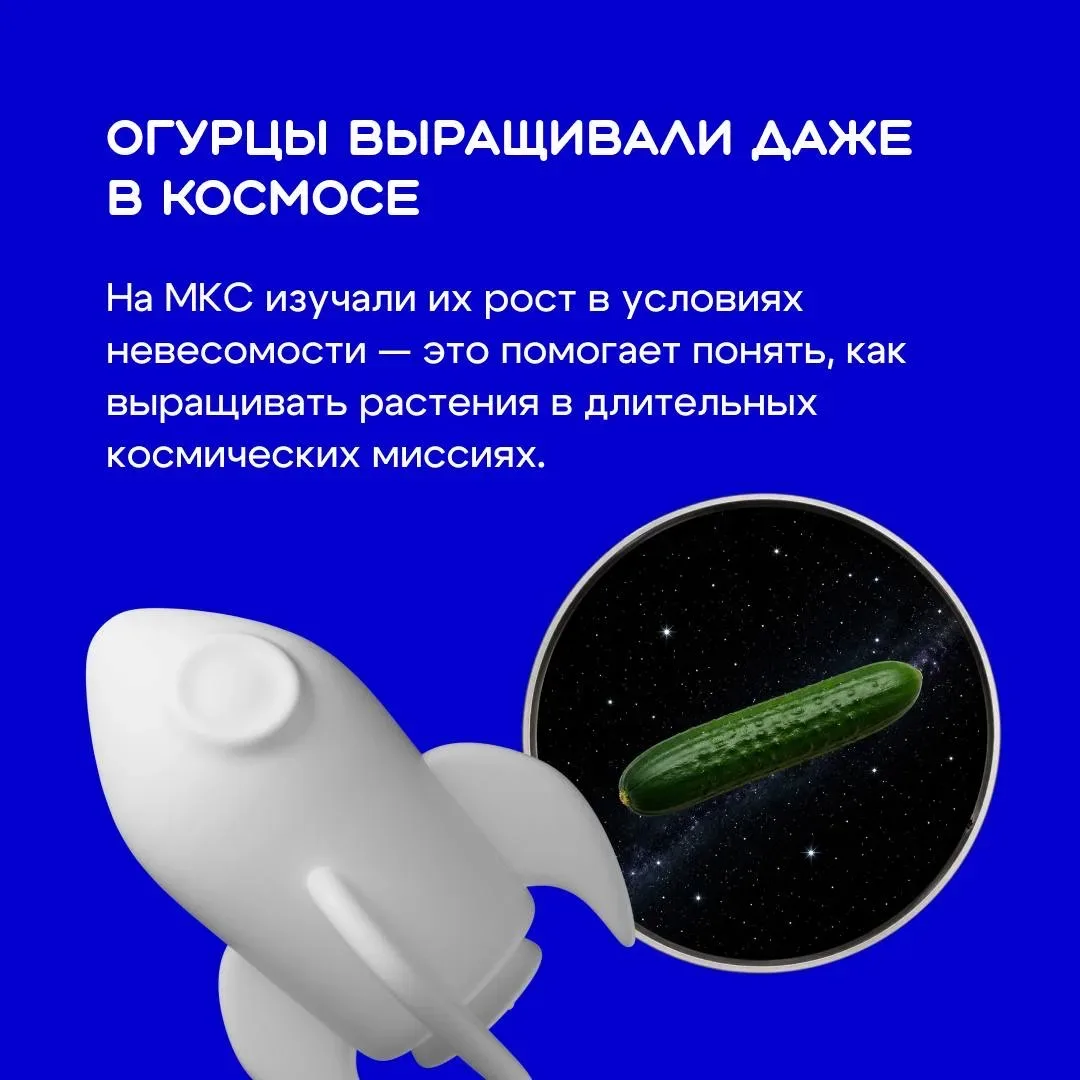 Огурец кажется самым простым овощем на тарелке 🥗 Но его выращивают уже более шести тысяч лет — и за 