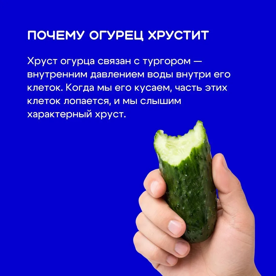 Огурец кажется самым простым овощем на тарелке 🥗 Но его выращивают уже более шести тысяч лет — и за 