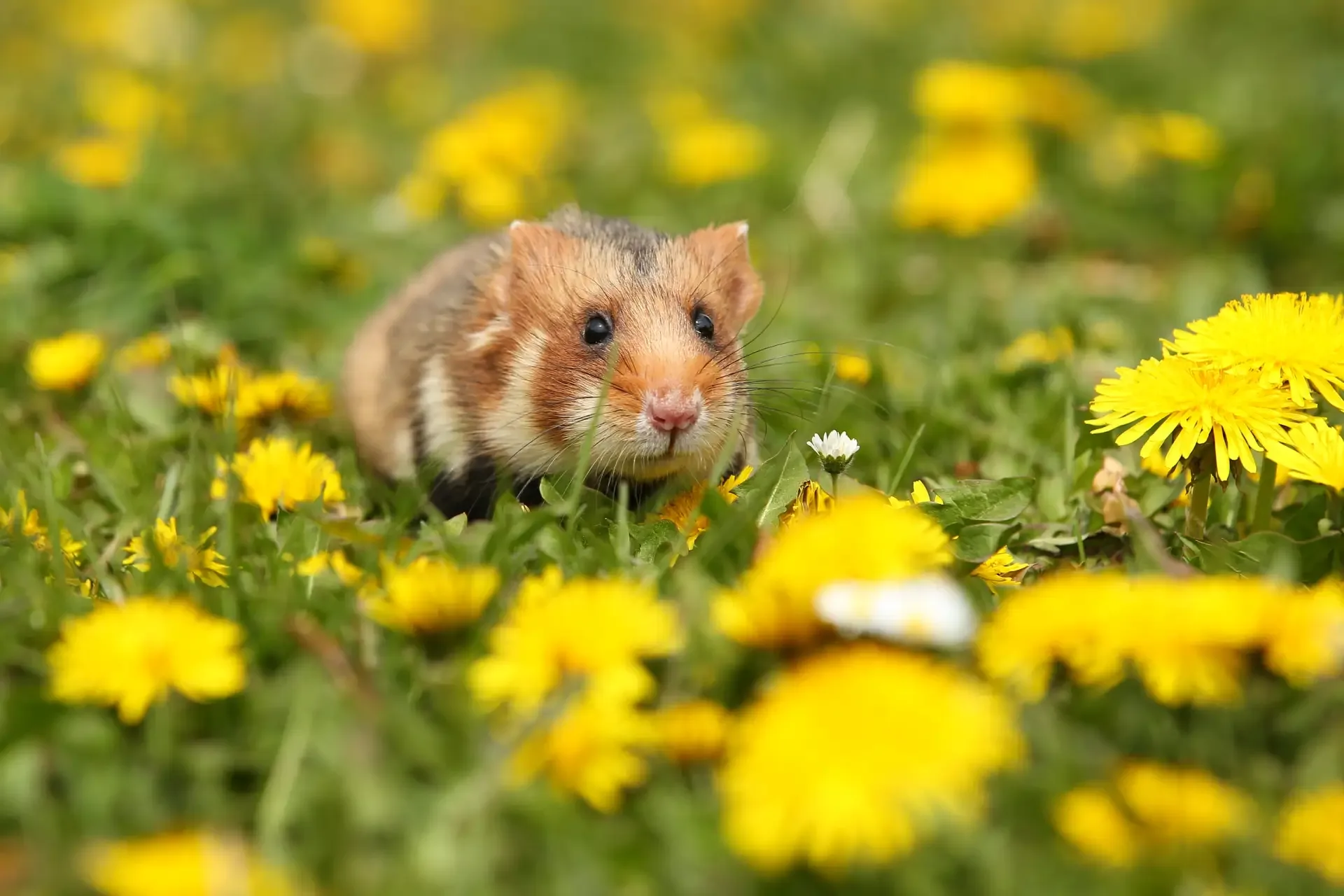 🐭 Инфекционист предупредил, чем хантавирус опасен для дачников  Врач-инфекционист Олег Полубатанов р