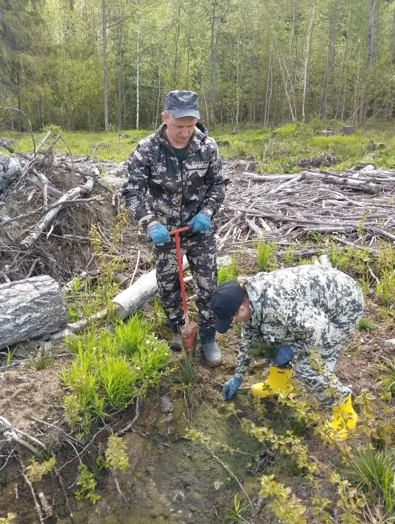 🌲 «Сад Памяти» появился в Родниковском районе  Более 14 тыс. сеянцев ели высадили близ села Пархачев
