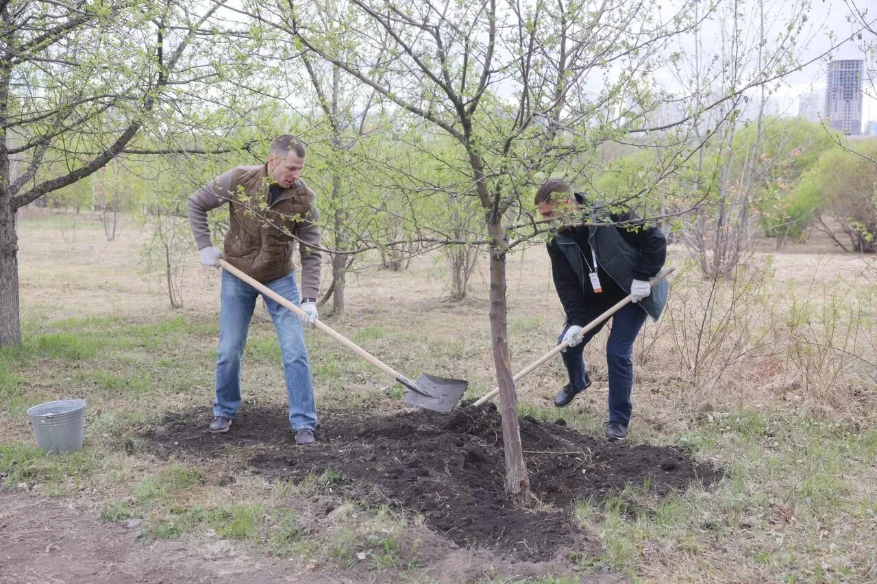 Высадили яблони на Аллее памяти в Татышев-парке вместе с участниками программы «Сибирский характер».