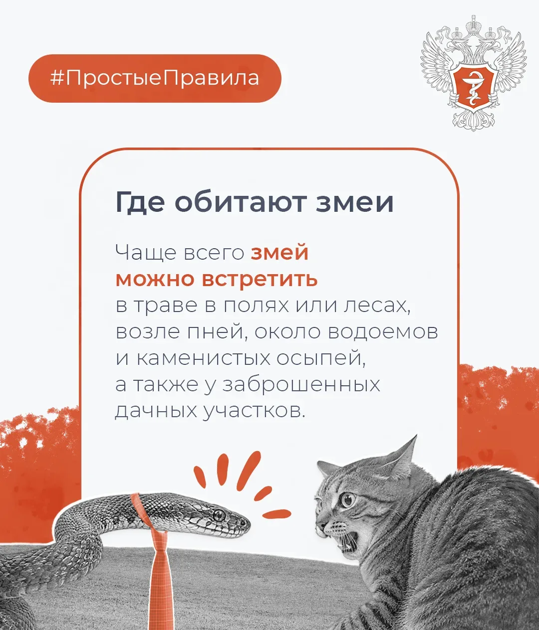 🐍 #ПростыеПравила: Как обезопасить себя от укуса змеи  Об этом рассказал доцент кафедры поликлиничес