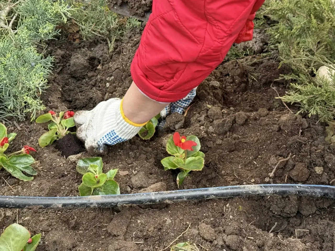 🌷 В Ялте высадили 1000 цветов на Холме Славы   Мемориальный комплекс украсили бегониями в рамках акц