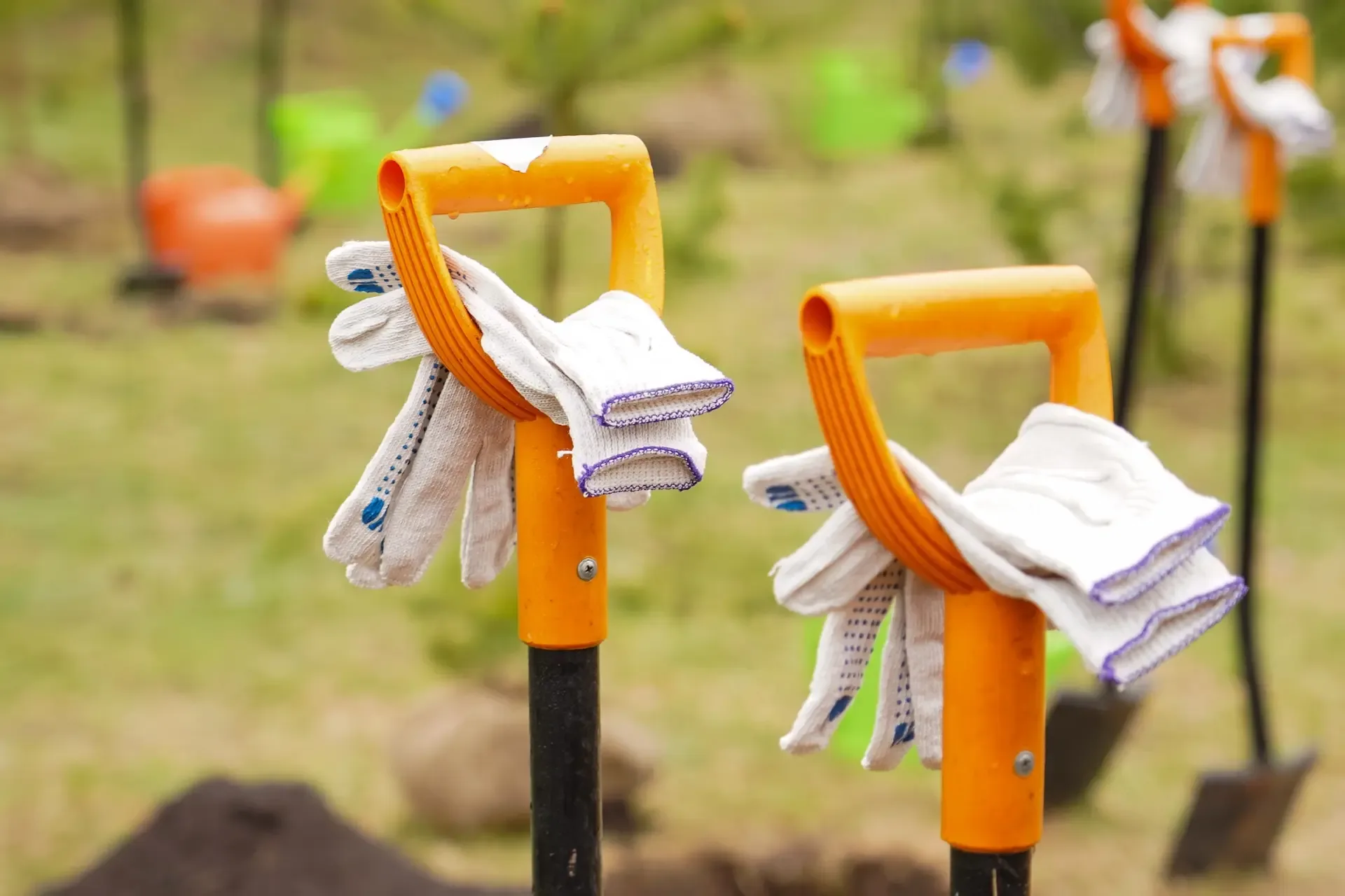 Дорогу к музею «Сестрорецкий рубеж» украсили новые деревья – здесь прошла международная акция «Сад п