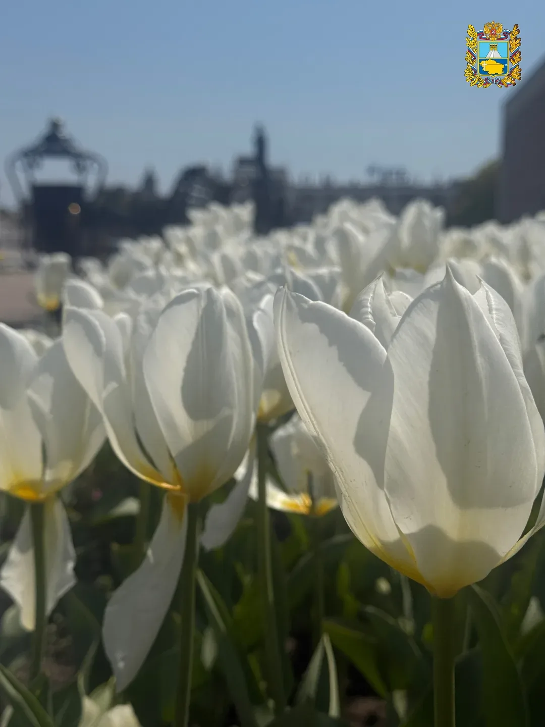 🌷 Ставрополье цветет и благоухает  Красивыми фотографиям с весенней прогулки по Ставрополю поделилас