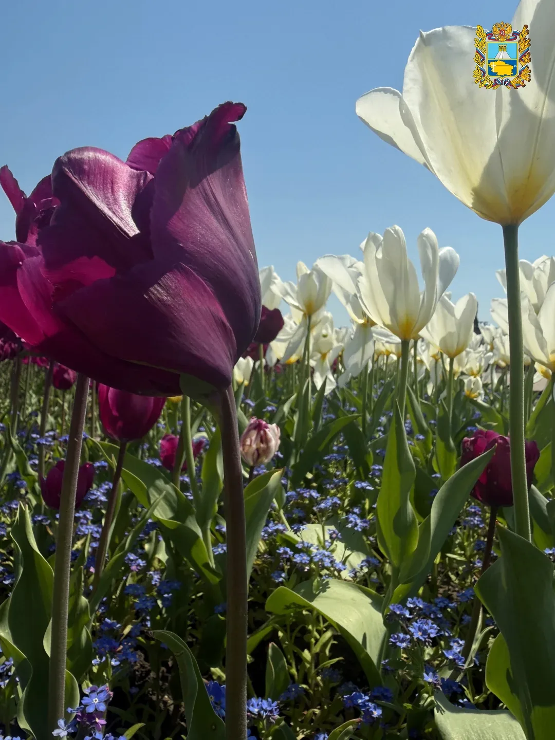 🌷 Ставрополье цветет и благоухает  Красивыми фотографиям с весенней прогулки по Ставрополю поделилас