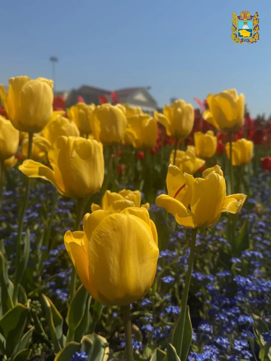 🌷 Ставрополье цветет и благоухает  Красивыми фотографиям с весенней прогулки по Ставрополю поделилас