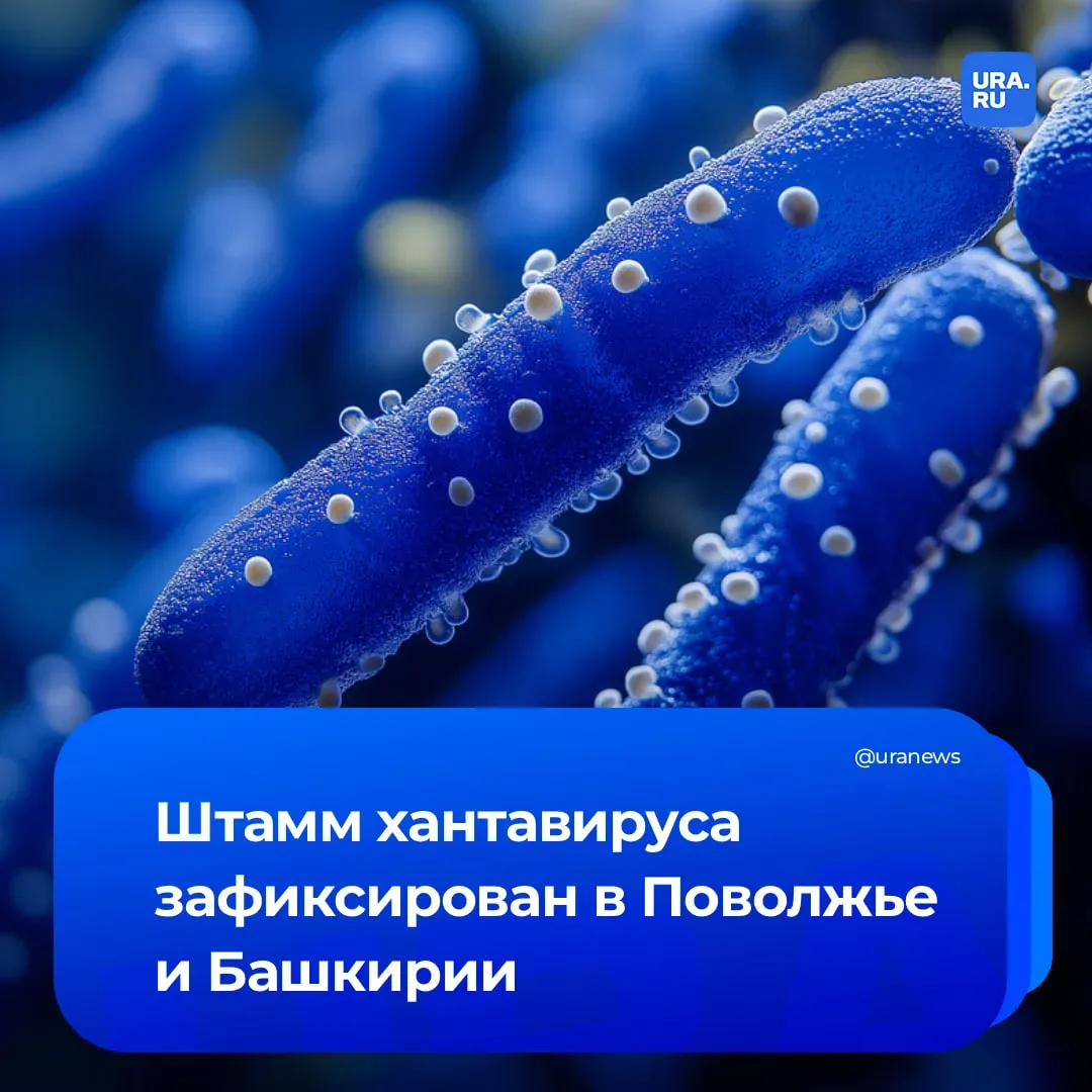 Хантавирус уже в России  Академик РАН Геннадий Онищенко сообщил, что в нашей стране встречается штам