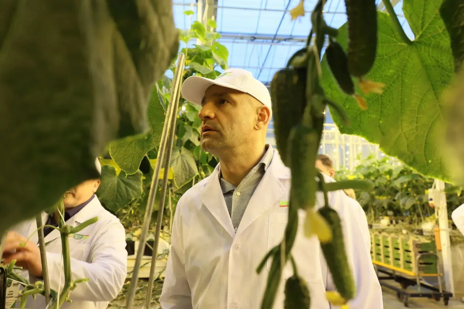 🌱Посетил крупнейшее в Свердловской области производство овощей закрытого грунта. В поселке Садовый в