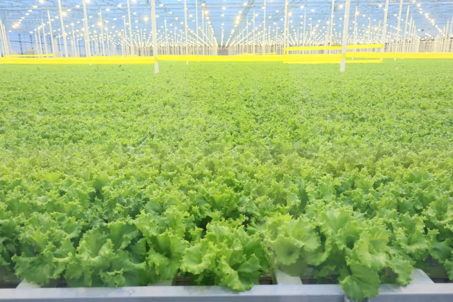 🌱Посетил крупнейшее в Свердловской области производство овощей закрытого грунта. В поселке Садовый в
