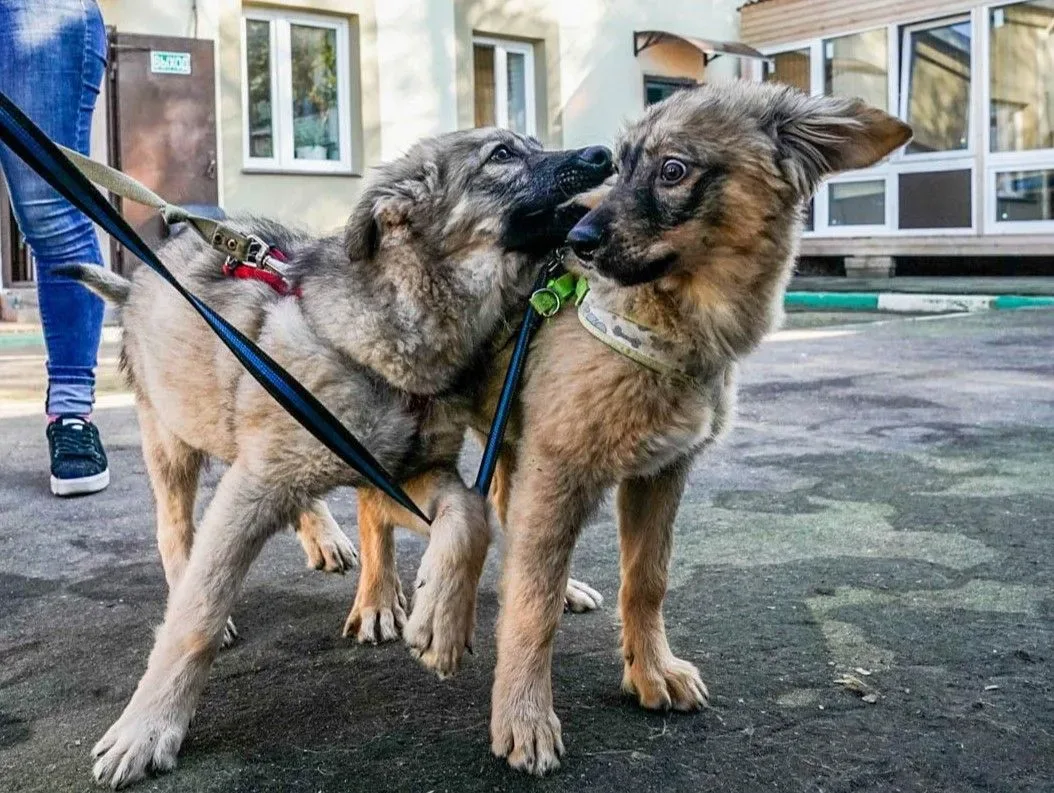 🐶Как научить питомца «вести себя в обществе»🐶    Расскажет кинолог-зоопсихолог, специалист по социал