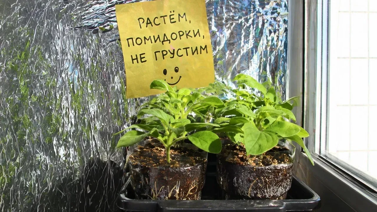 – Дорогая, если на огороде в этом году неурожай, какие могут быть причины? – Ну, погодные условия… –