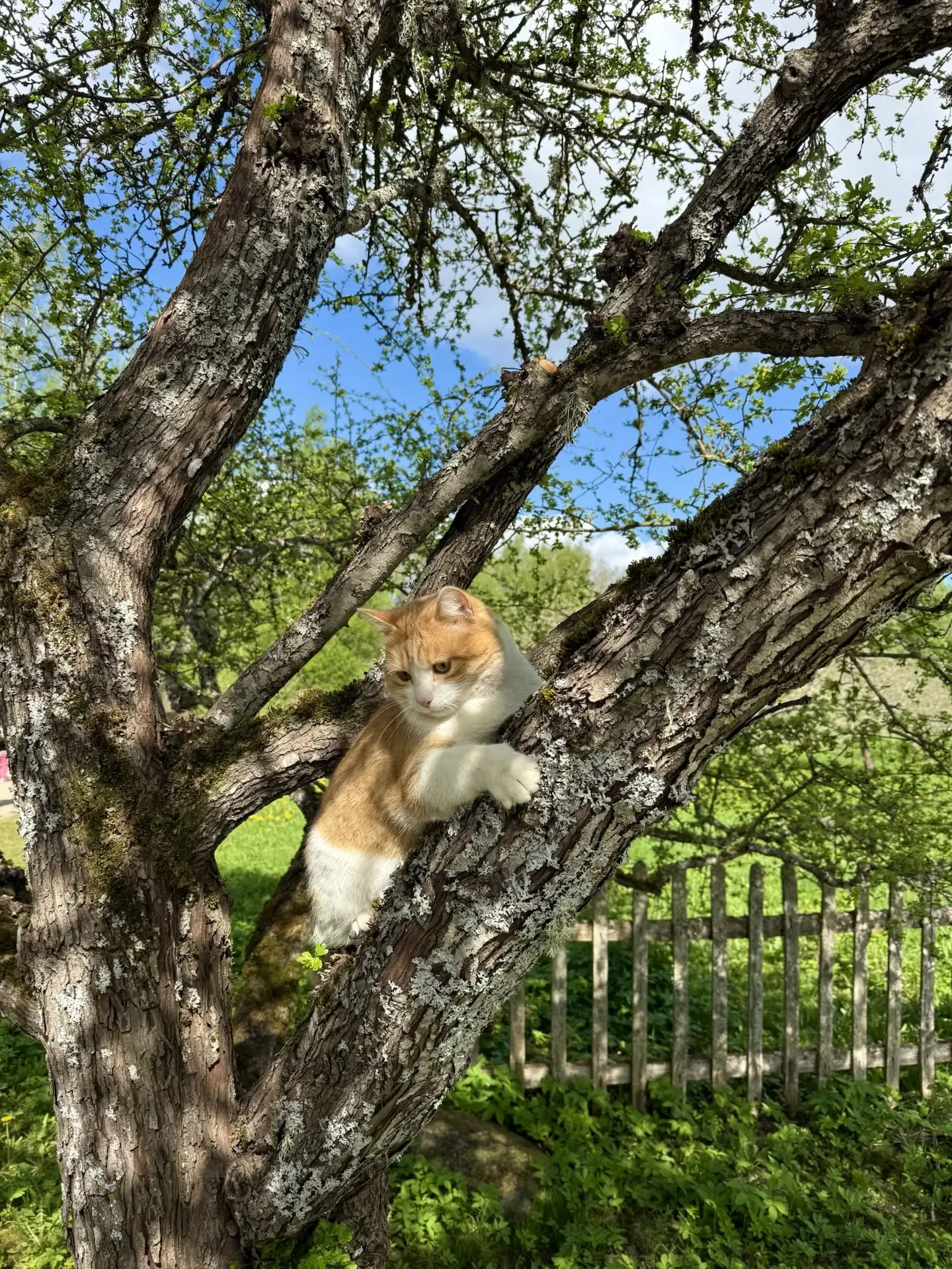 Несколько фотокарточек со Псковской области, за эти 4 дня мы уже побывали: во Пскове, Пушкиногорье, 
