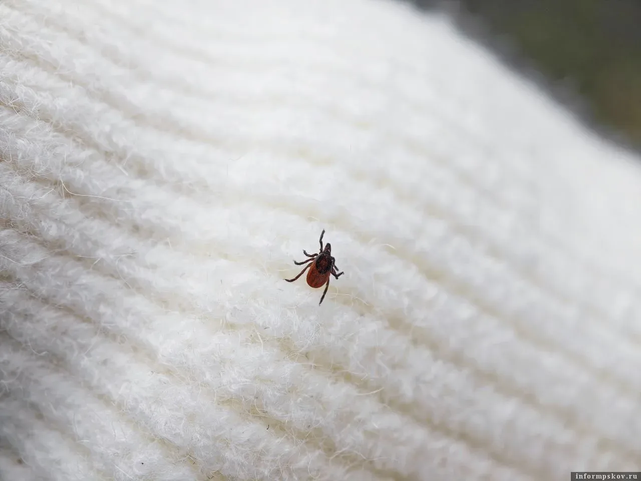🕷 С начала сезона 516 жителей Псковской области обратились в медицинские организации с жалобами на п