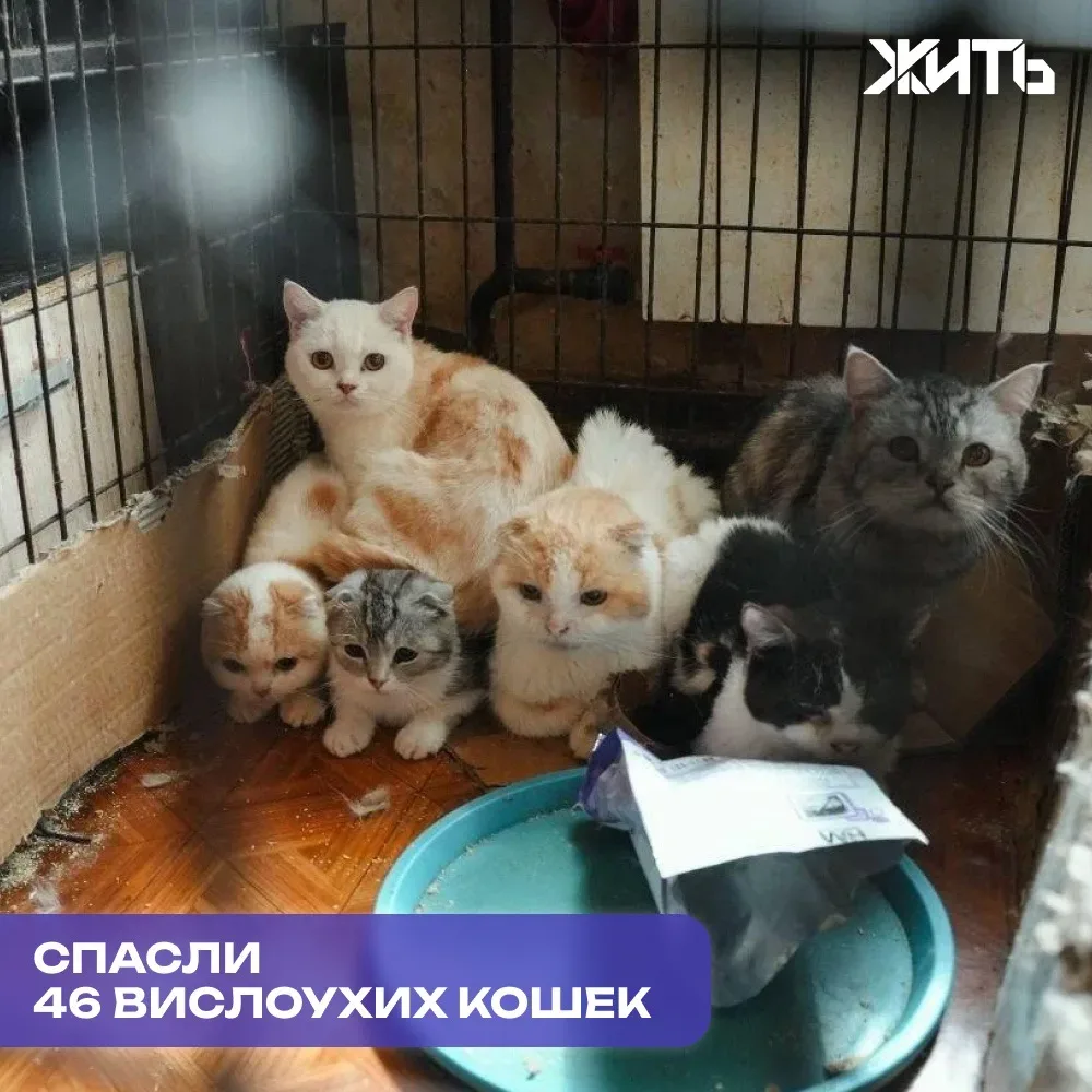 Волонтёры спасли 46 вислоухих кошек из переполненной квартиры  В Новосибирске волонтеры фонда «Вареж