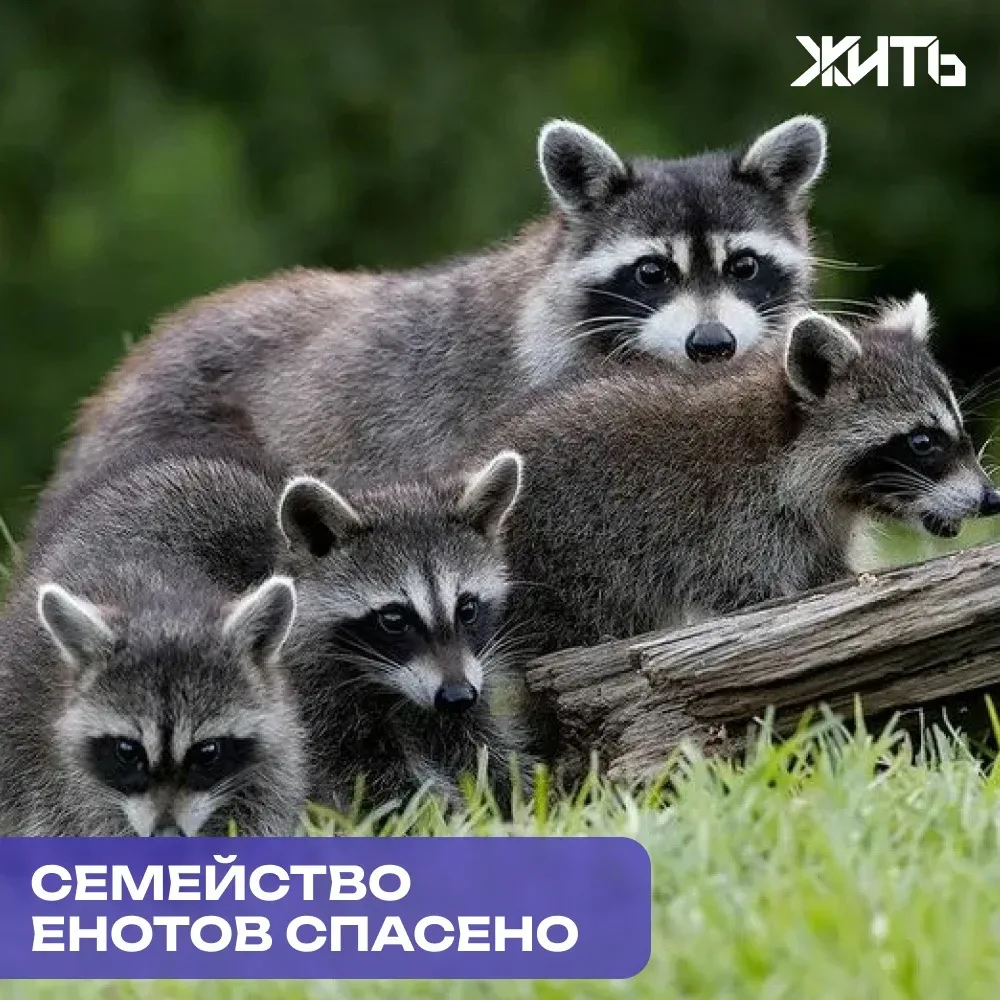 В Краснодаре с крыши дома спасли енотиху и шестерых малышей  В пригороде Краснодара спасли целое сем