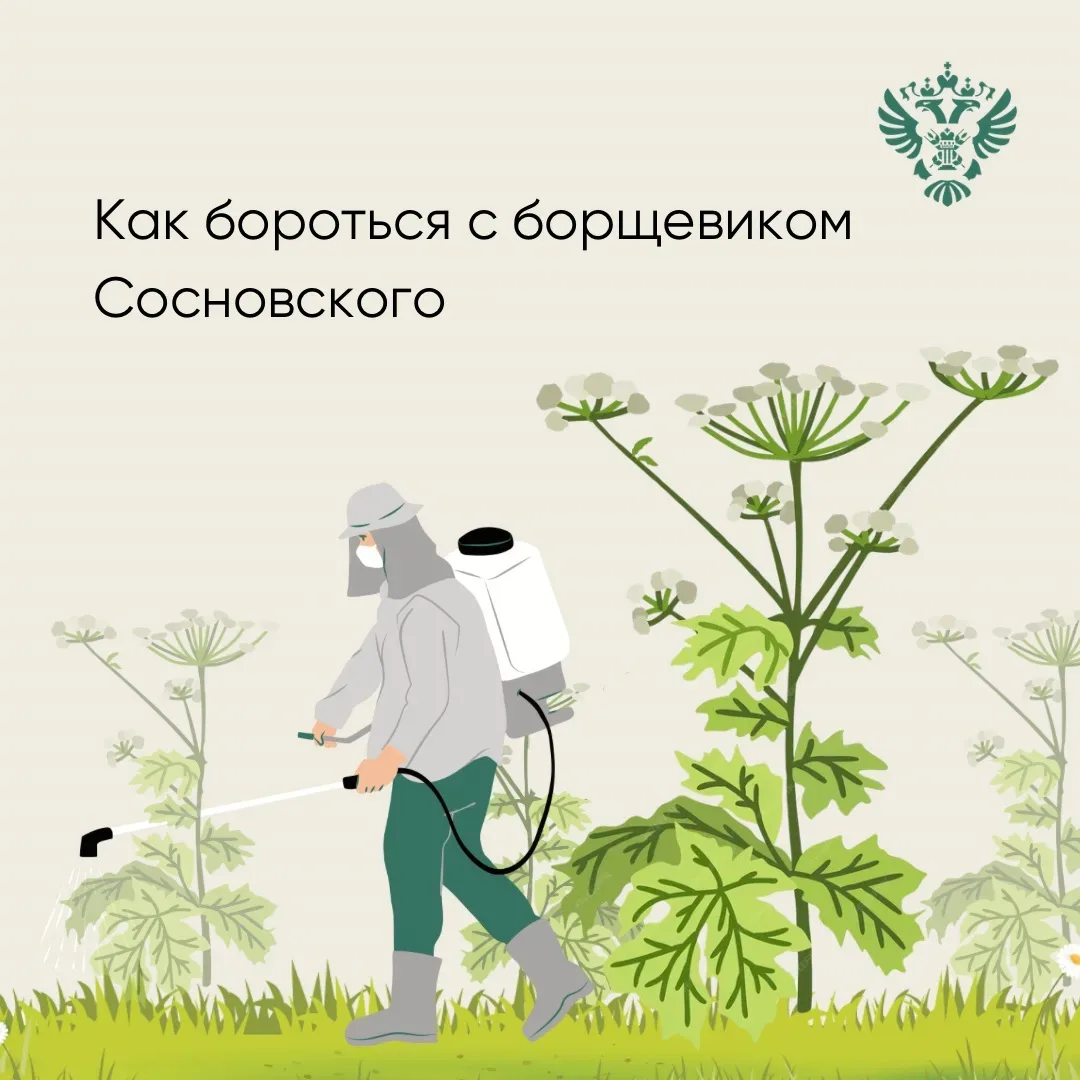 Россельхознадзор рассказал о борьбе с борщевиком Сосновского  Больше всего площадей сельхозземель с 