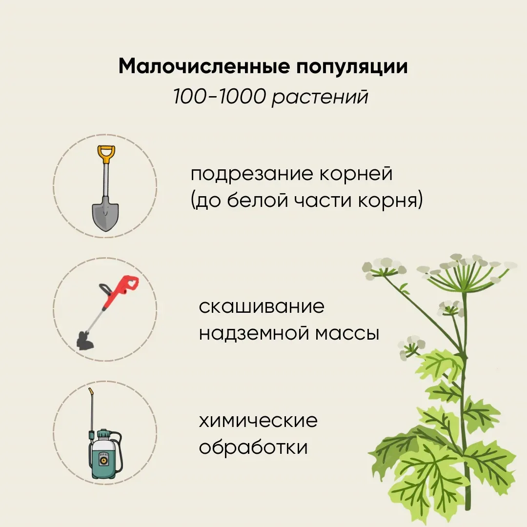 Россельхознадзор рассказал о борьбе с борщевиком Сосновского  Больше всего площадей сельхозземель с 
