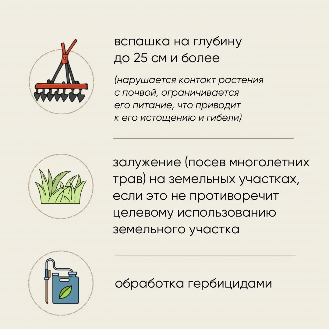 Россельхознадзор рассказал о борьбе с борщевиком Сосновского  Больше всего площадей сельхозземель с 