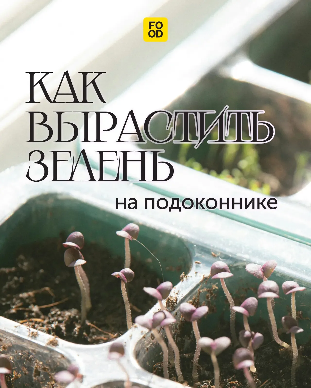 Мини-огород в квартире 🌿  Если хочется заняться садоводством, но у вас пока нет дачи, можно организо
