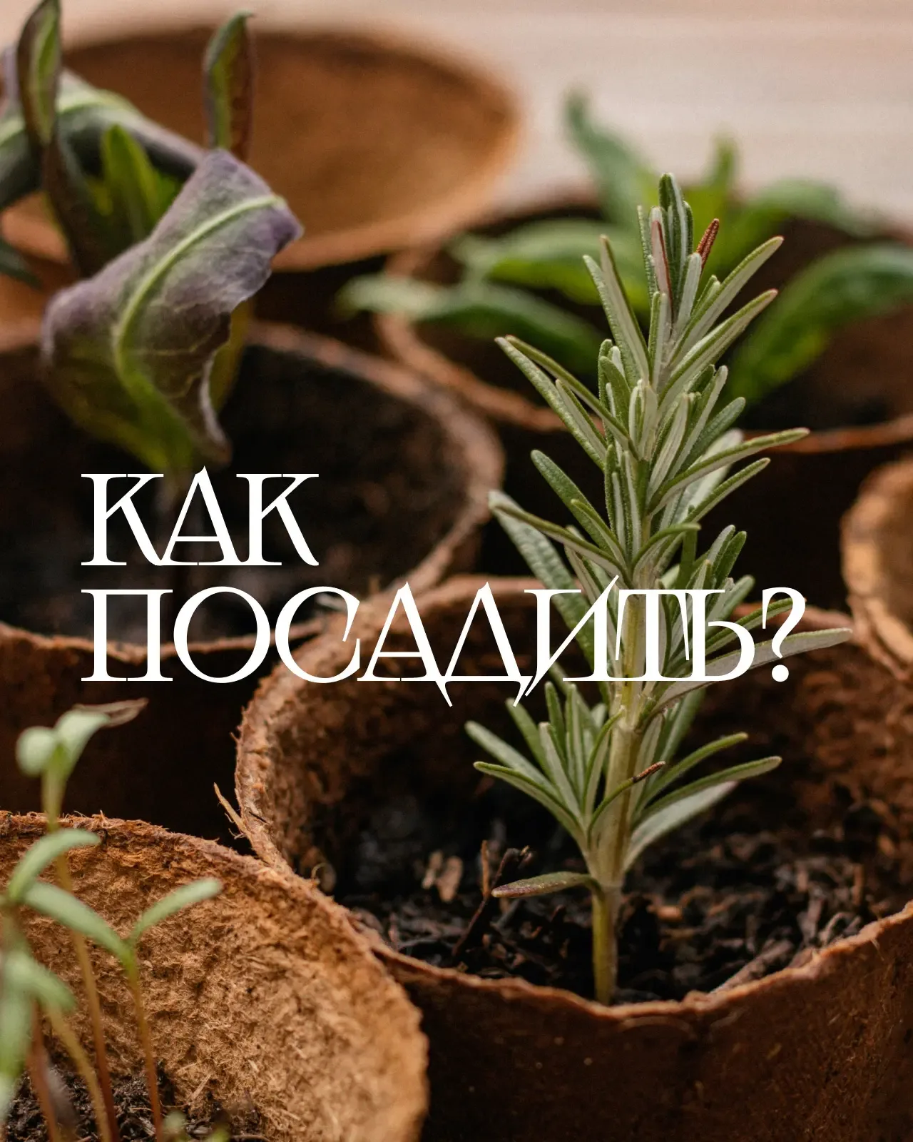 Мини-огород в квартире 🌿  Если хочется заняться садоводством, но у вас пока нет дачи, можно организо