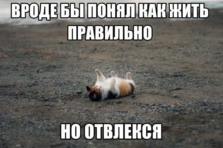🤩 Мемятница!  Присылайте, лайкайте, рассылайте друзьям.