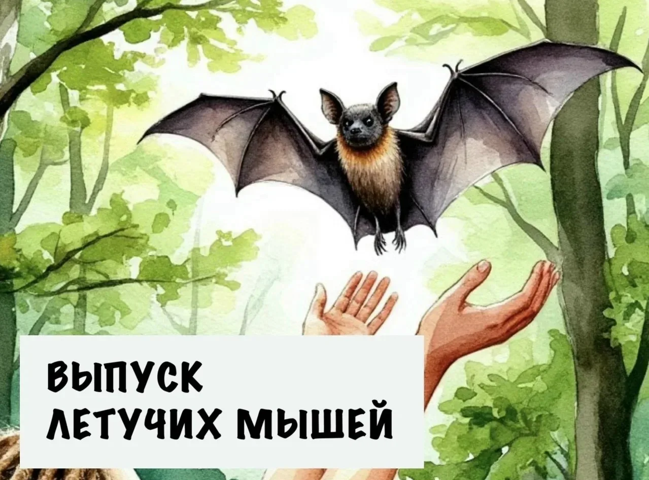 Выпуск летучих мышей  🗓 Дата: #15мая | 🕖 Время: 20:00   📍 Место: берег реки Воронеж, у Нижнего парка