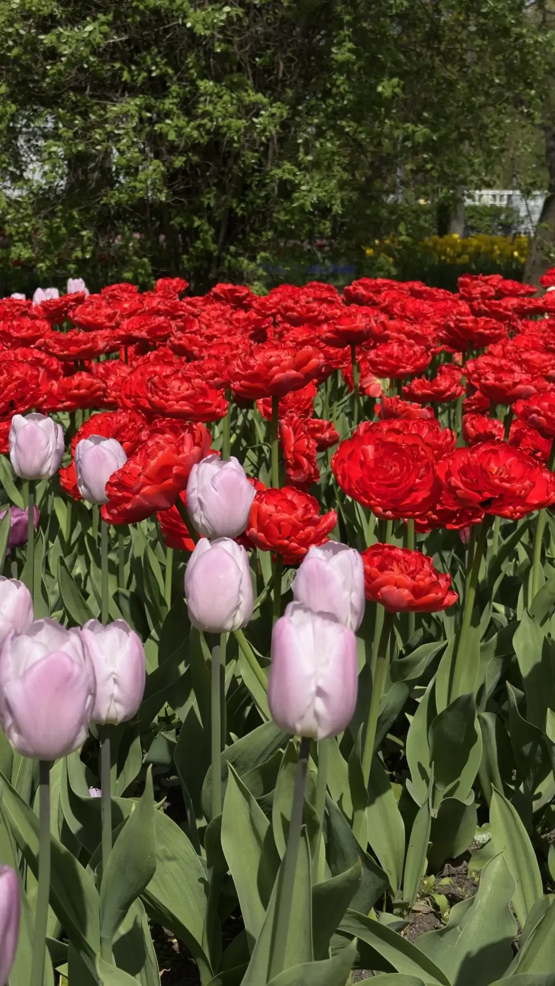 Докладываю, в ЦПКиО распустились почти все тюльпаны🌷Красота невероятная!